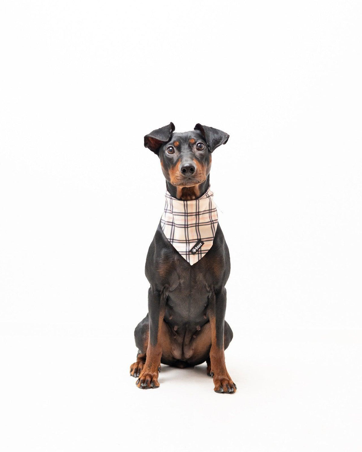 Bandana - Furburry - Tazz
