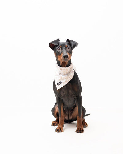 Bandana - Paws in Love - Tazz
