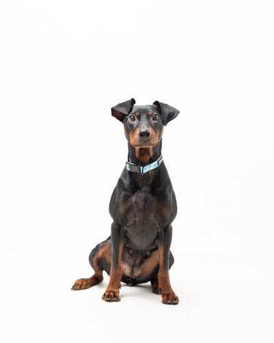 Halsband - Blue Camo - Tazz