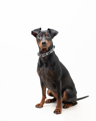 Halsband - Grey Camo - Tazz