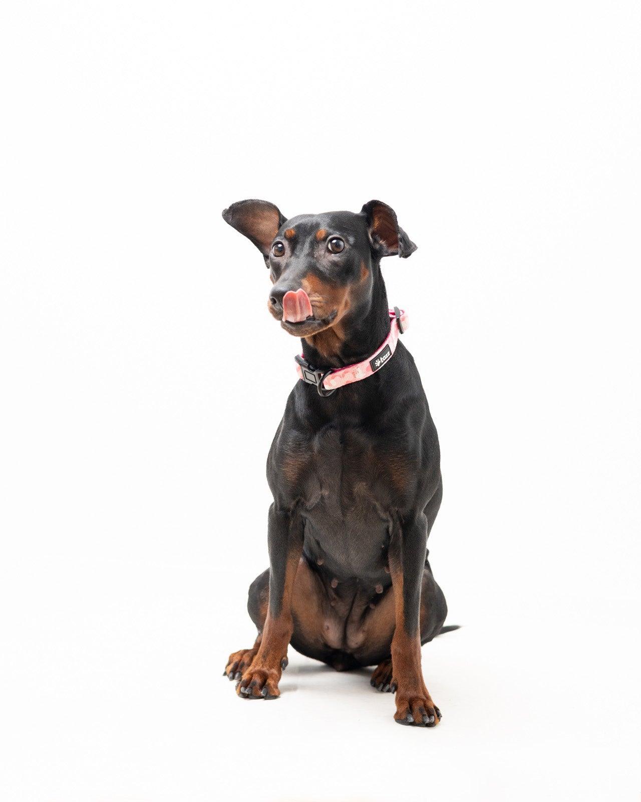 Halsband - Pink Camo - Tazz