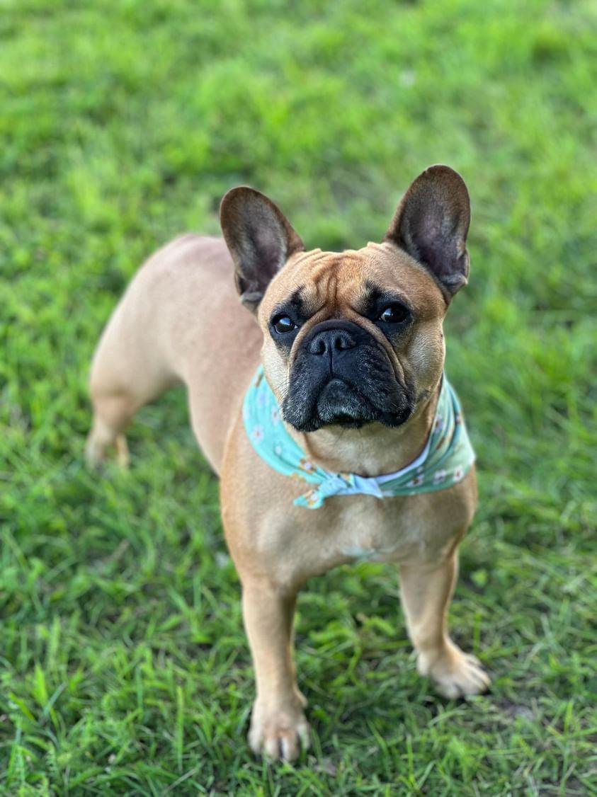 Bandana - Flower Power - Tazz