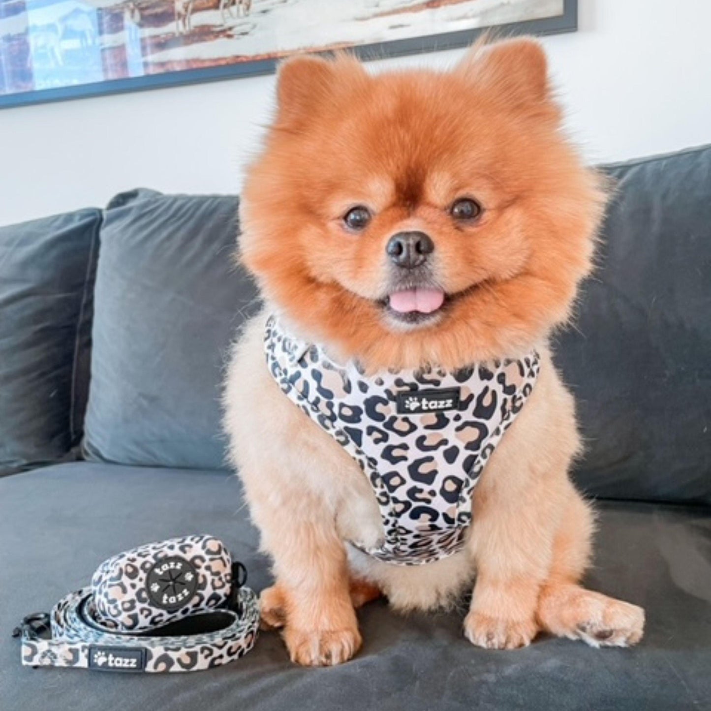 Chihuahua i Just Leo hundsele