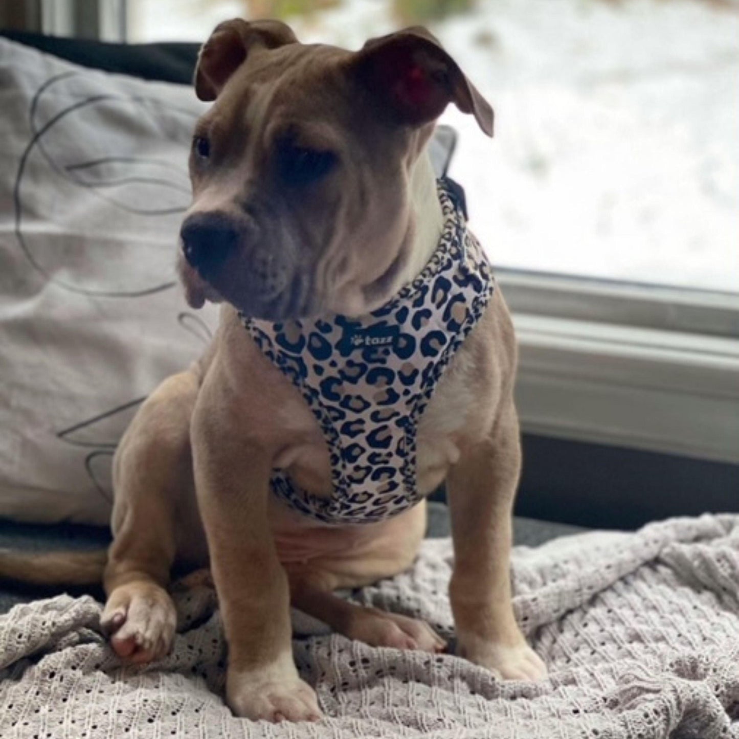 Just Leo hundsele på en amstaff