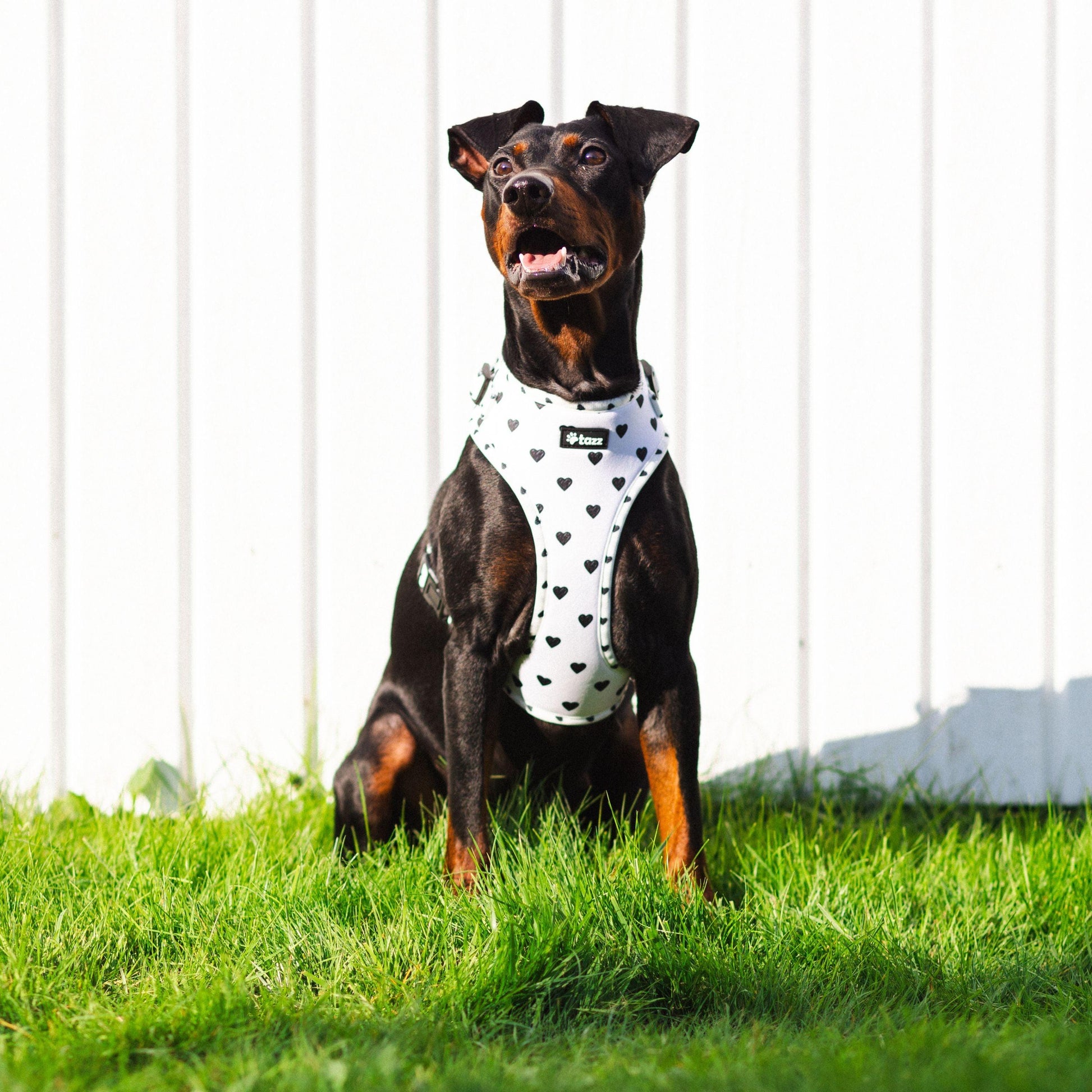 Mellanpinscher i solen med everglow hundsele