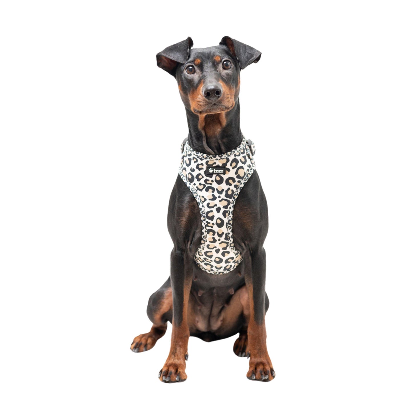 Mellanpinscher med Just Leo hundsele