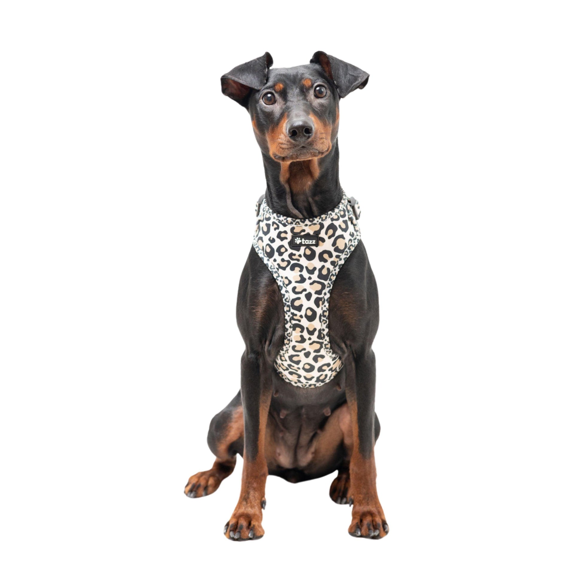 Mellanpinscher med Just Leo hundsele