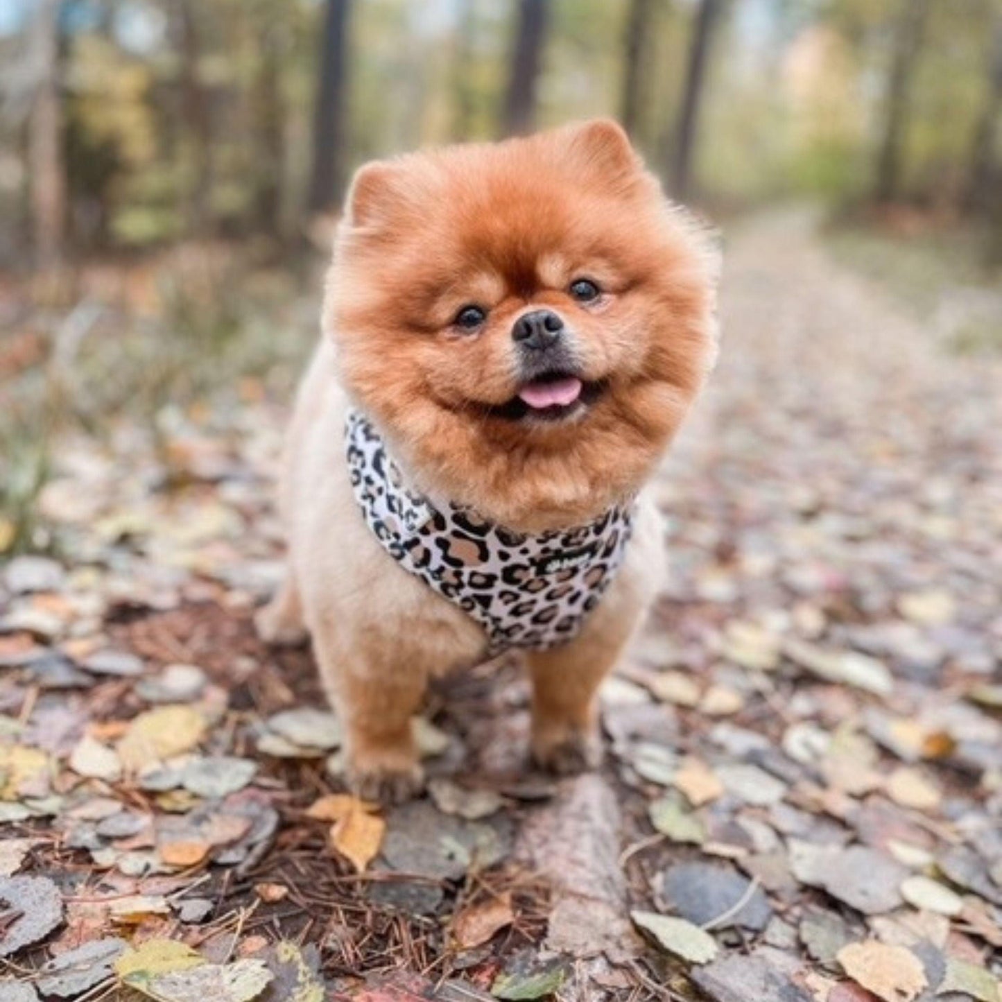 Söt hund med Just Leo hundsele