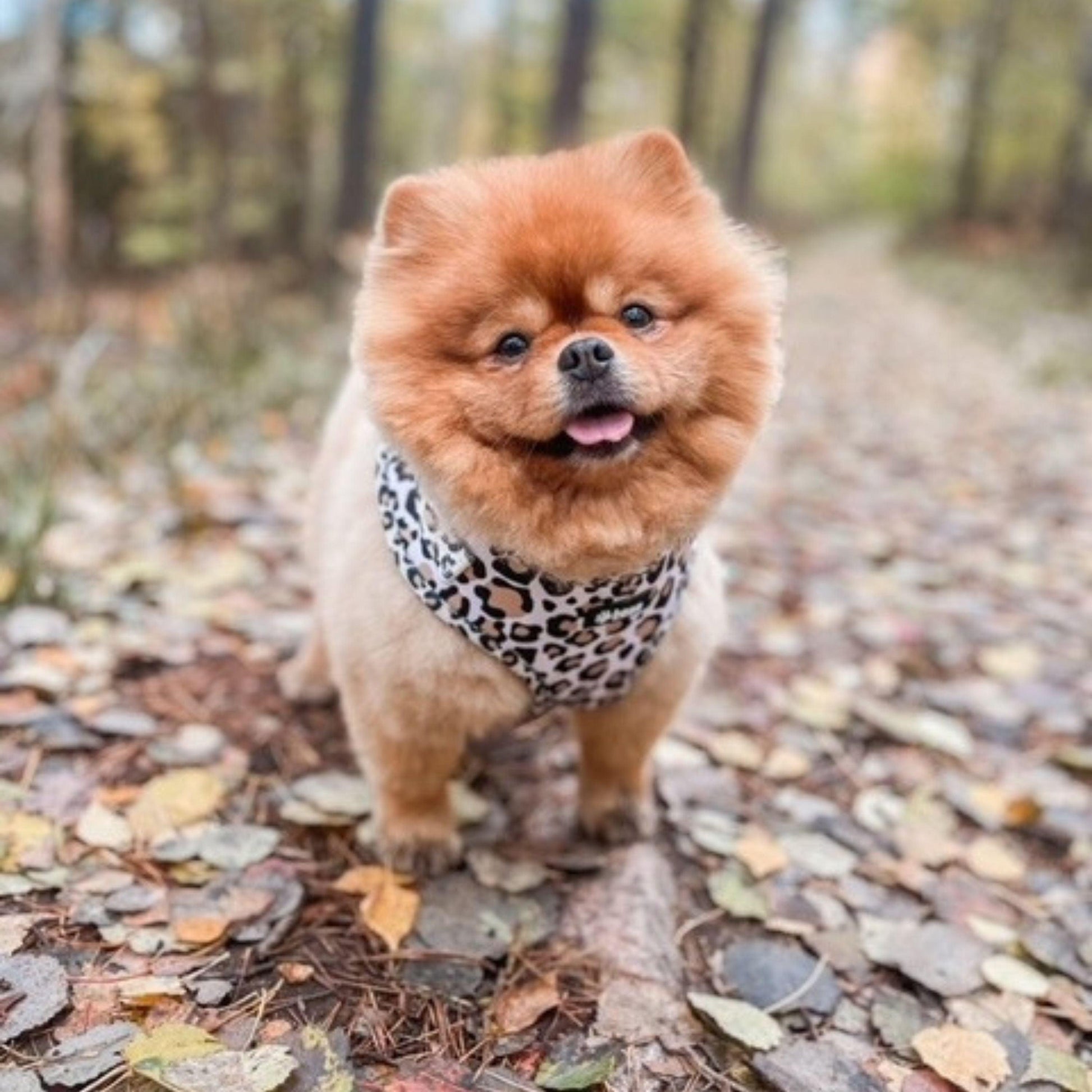 Söt hund med Just Leo hundsele