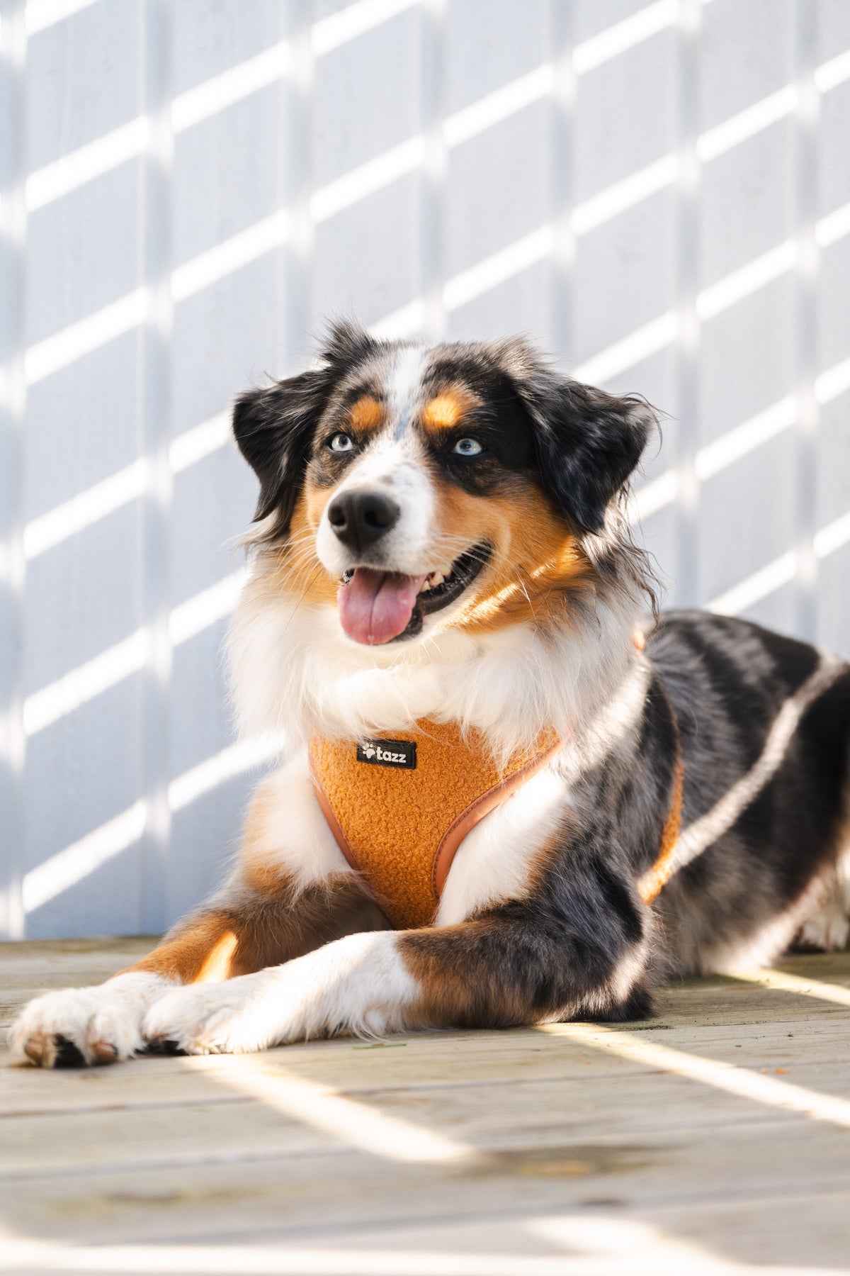 Mini Aussie med en Teddy sele från Tazz