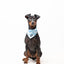Bandana - Blue Camo - Tazz