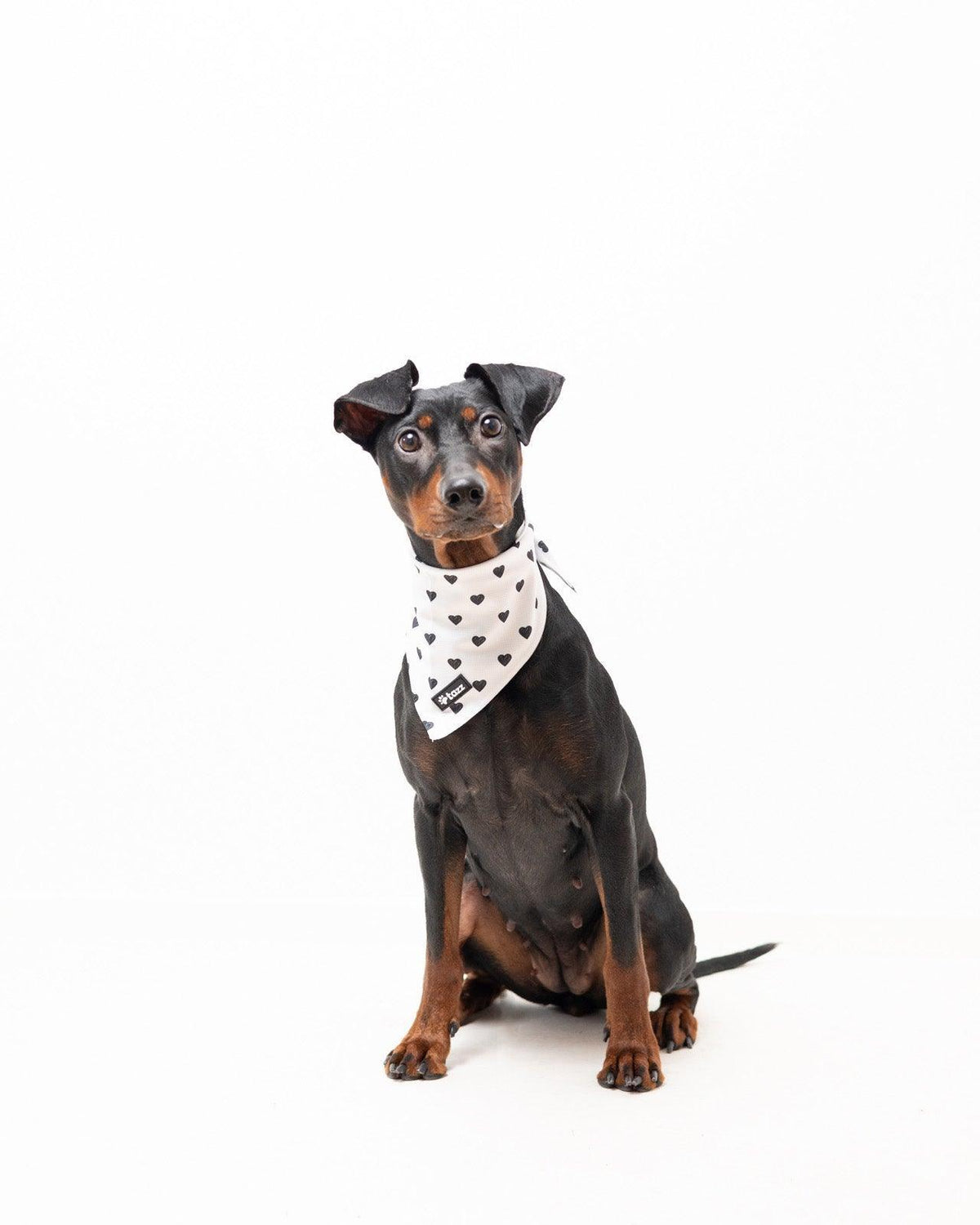Bandana - Everglow - Tazz