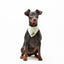 Bandana - Flower Power - Tazz