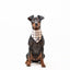 Bandana - Furburry - Tazz