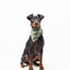 Bandana - Green Camo - Tazz