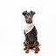 Bandana - Paws in Love - Tazz