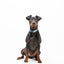Halsband - Blue Camo - Tazz