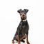 Halsband - Paws in Love - Tazz