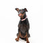 Halsband - Pink Camo - Tazz