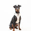 Sele - Paws in Love - Tazz