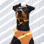 Mellanpinscher bär en Teddy sele från Tazz