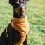 En Mellanpinscher sitter med Teddy bandana och sele från Tazz